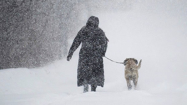 Walking-Dog-Snowstorm